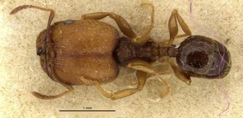 Media type: image;   Entomology 20726 Aspect: habitus dorsal view